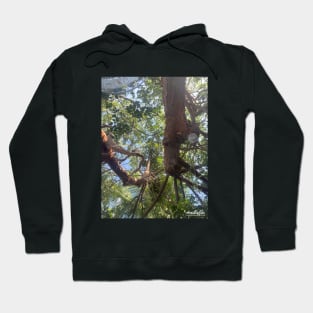 Upside Down View of Tree Hoodie